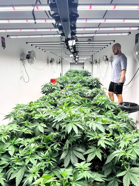 Une personne observe les plants sous les éclairages de culture