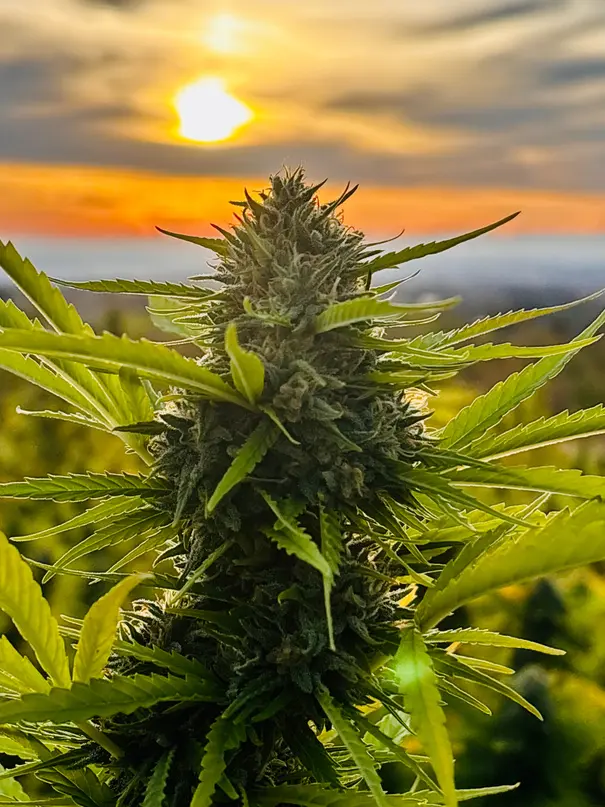 Une fleur de chanvre dans la lumière du soleil couchant