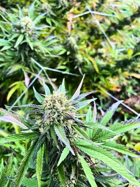 Une fleur de chanvre au milieu de son feuillage