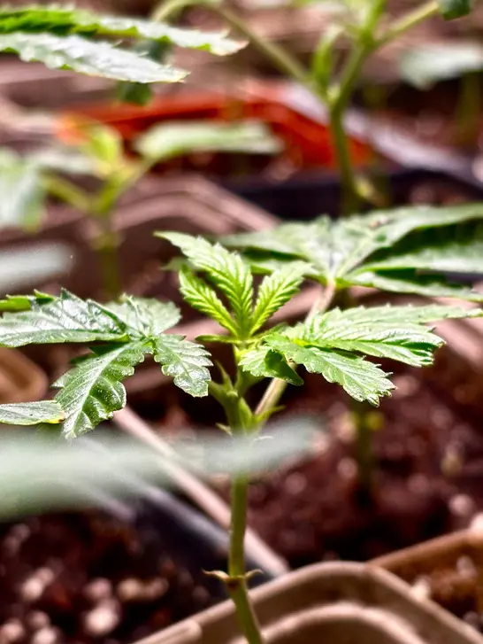 Un jeune plant de chanvre en pot