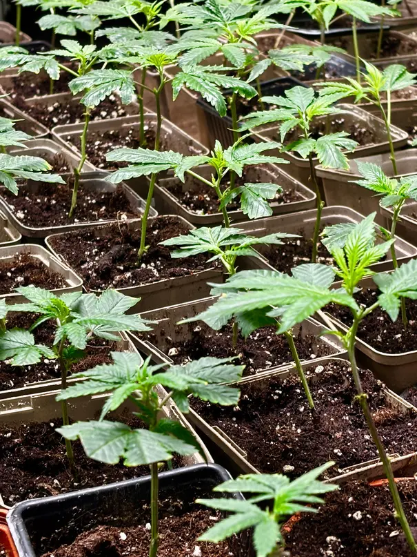 De jeunes plants de chanvre en pots